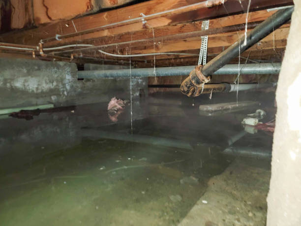 Carpet water damage restoration in Cedar Grove, FL